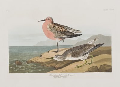 Illustration fra 