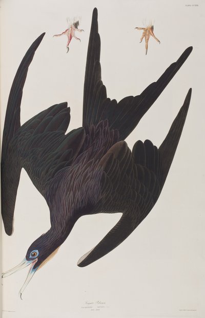 Illustration fra 
