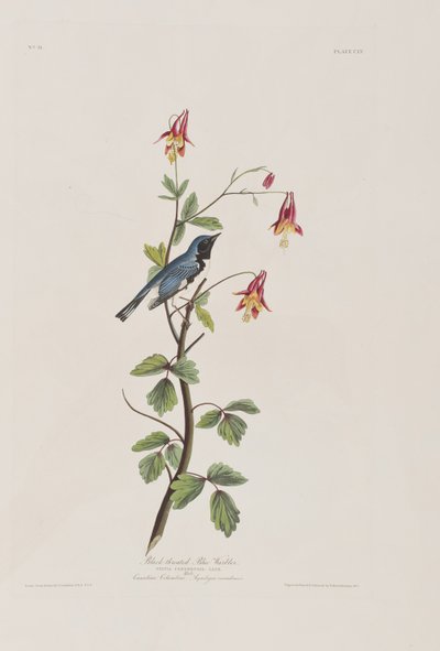 Illustration fra 