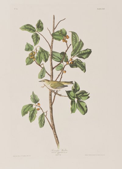 Illustration fra 