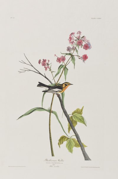 Illustration fra 
