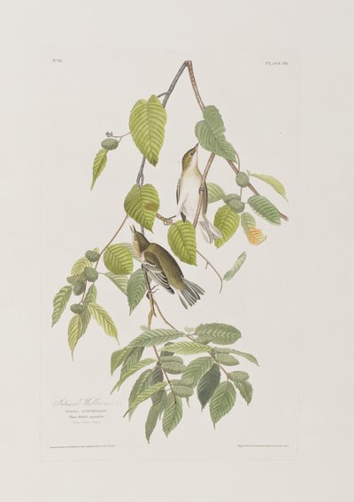 Illustration fra 