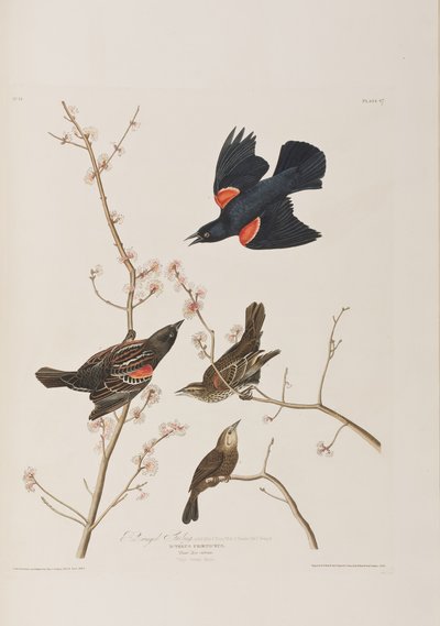 Illustration fra 