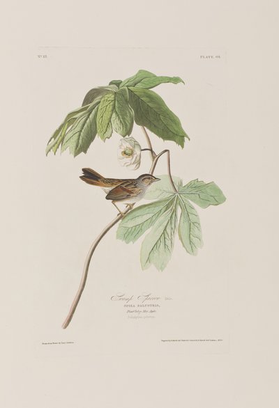 Illustration fra 