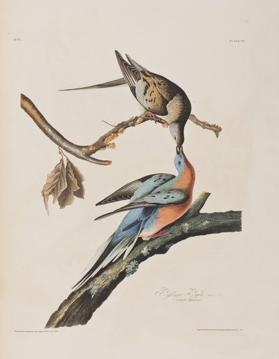 Illustration fra 