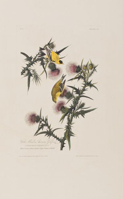 Illustration fra 