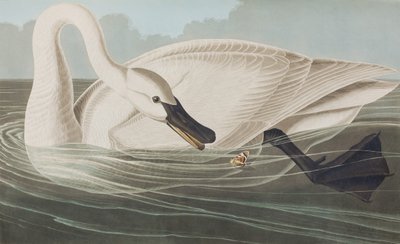 Illustration fra 