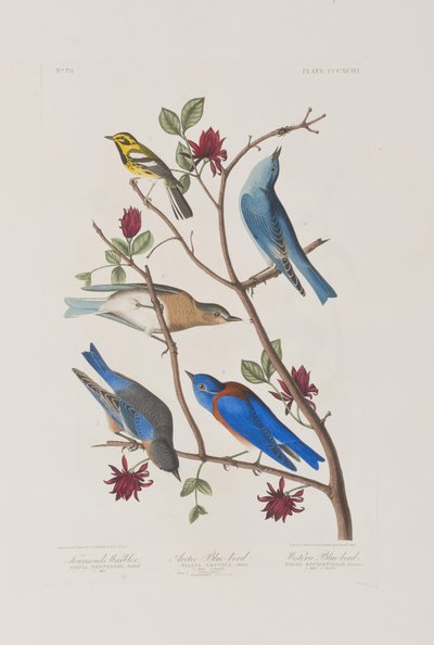 Illustration fra 
