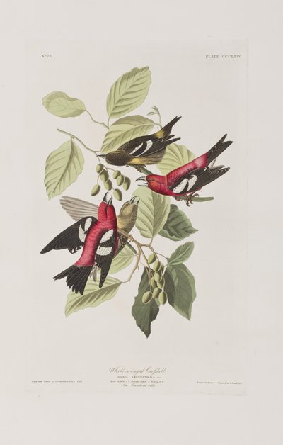 Illustration fra 