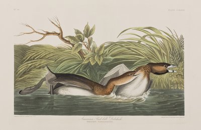 Illustration fra 