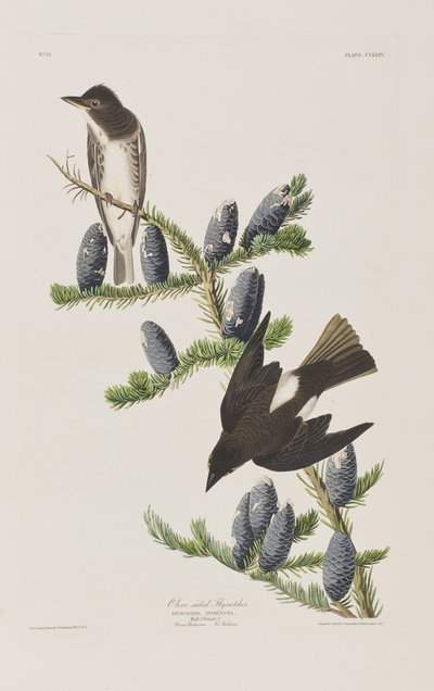 Illustration fra 