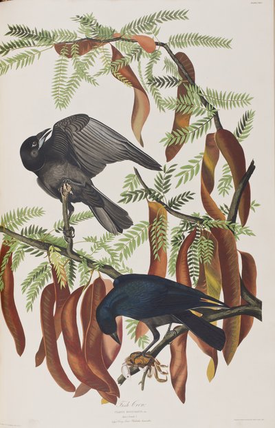 Illustration fra 