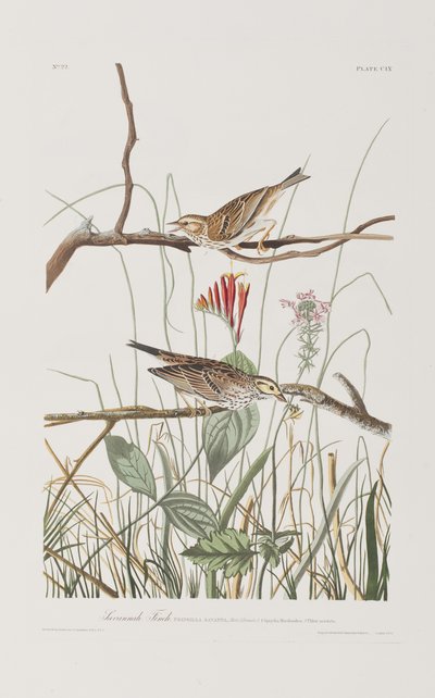 Illustration fra 
