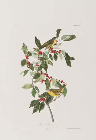 Illustration fra 
