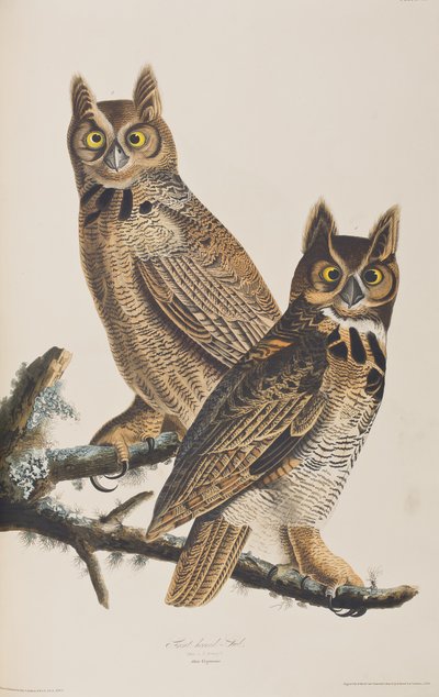 Illustration fra 