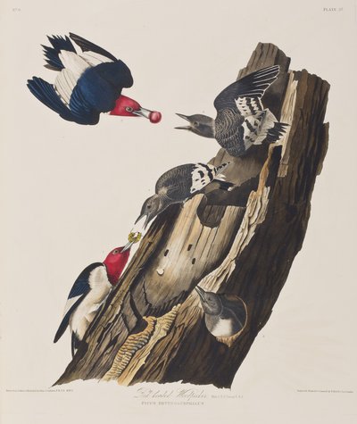 Illustration fra 