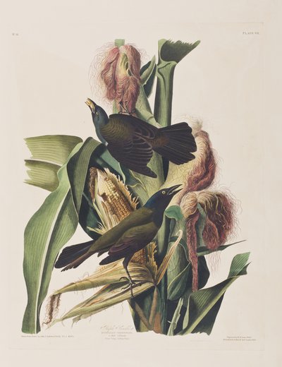 Illustration fra 