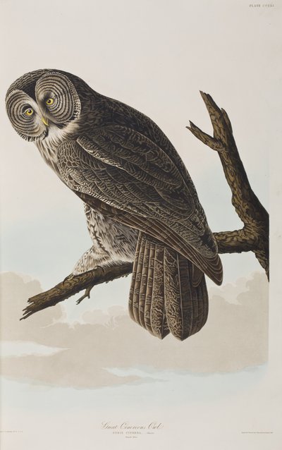 Illustration fra 