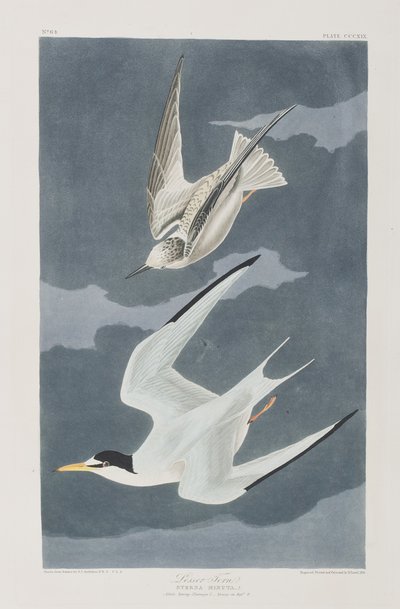 Illustration fra 