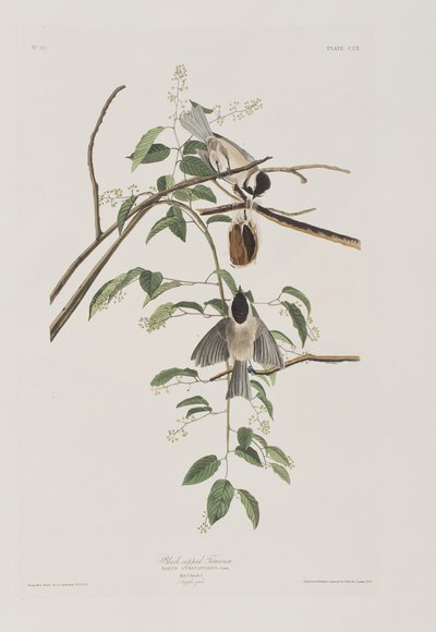Illustration fra 