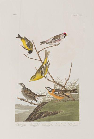 Illustration fra 