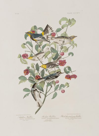 Illustration fra 