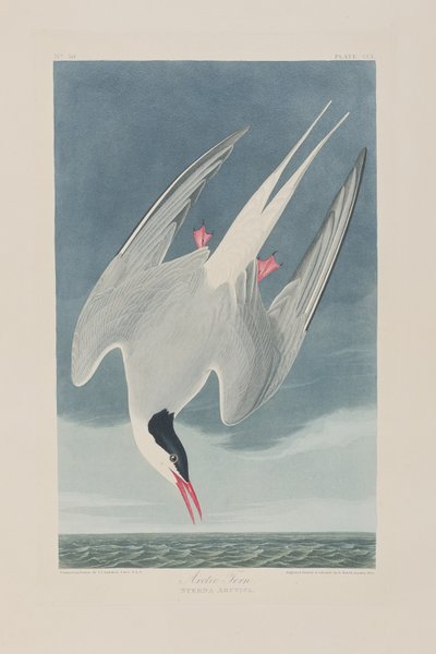 Illustration fra 