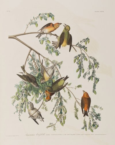 Illustration fra 