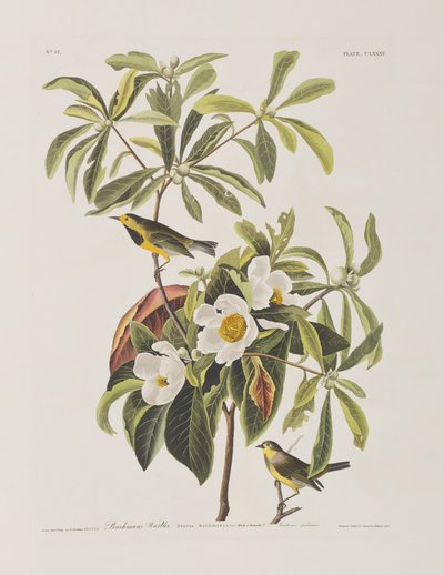 Illustration fra 