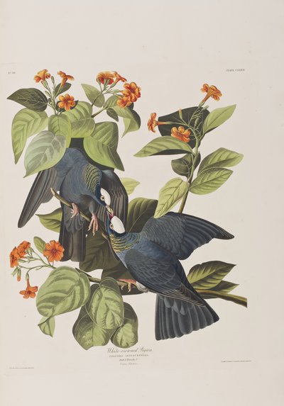 Illustration fra 