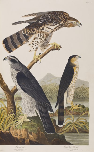 Illustration fra 