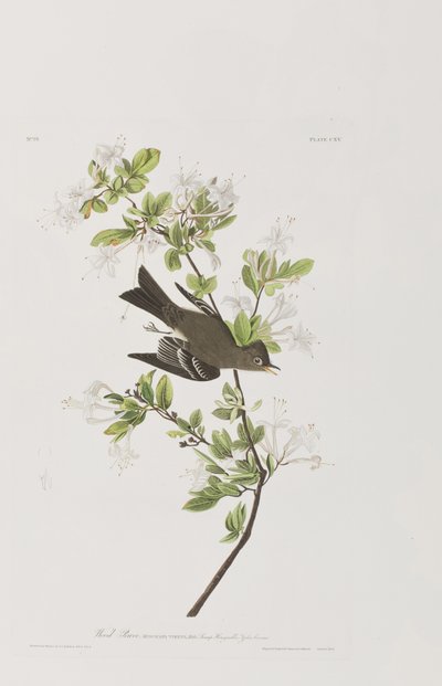 Illustration fra 