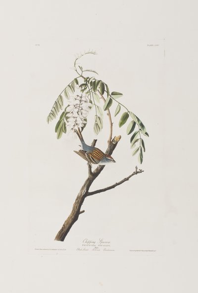 Illustration fra 