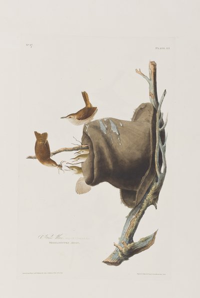 Illustration fra 