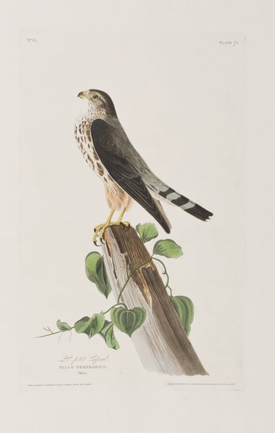 Illustration fra 