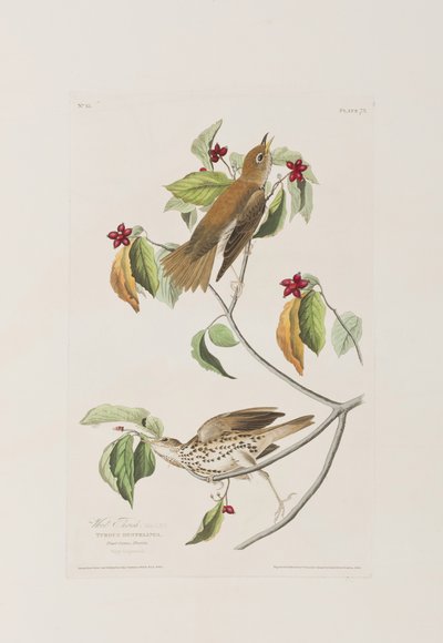 Illustration fra 