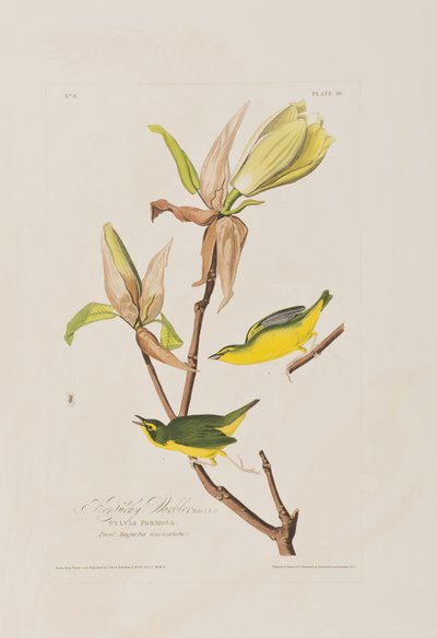Illustration fra 