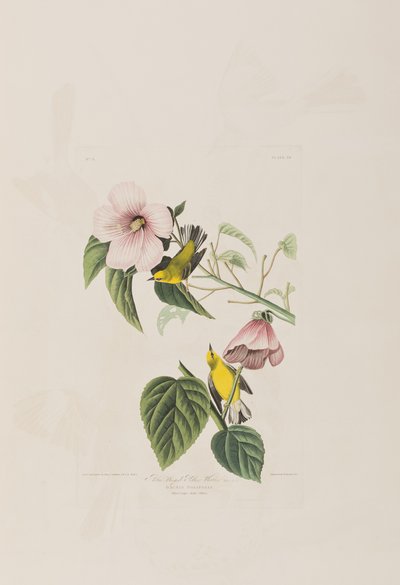 Illustration fra 