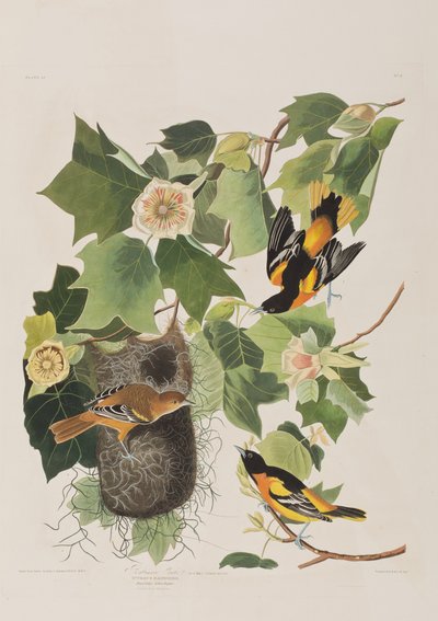 Illustration fra 
