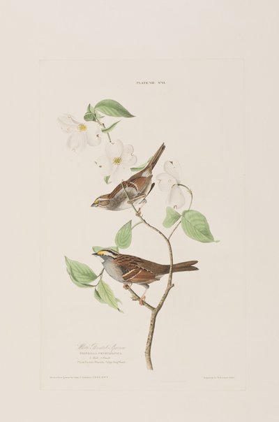 Illustration fra 