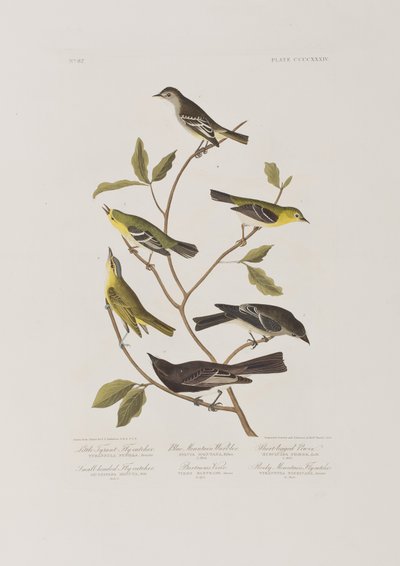 Illustration fra 
