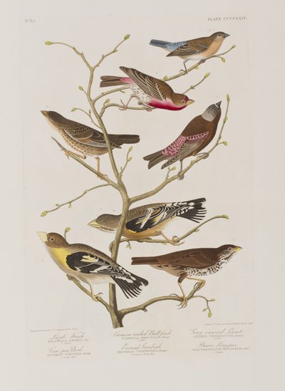 Illustration fra 