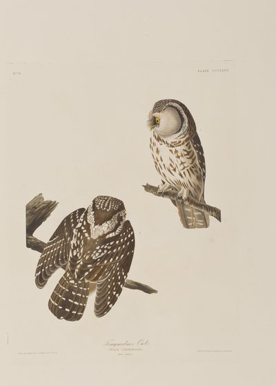 Illustration fra 