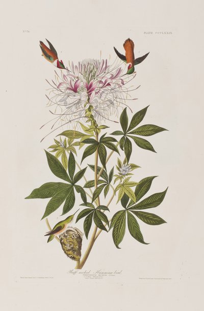 Illustration fra 