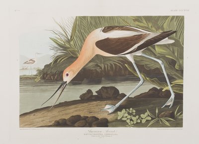 Illustration fra 