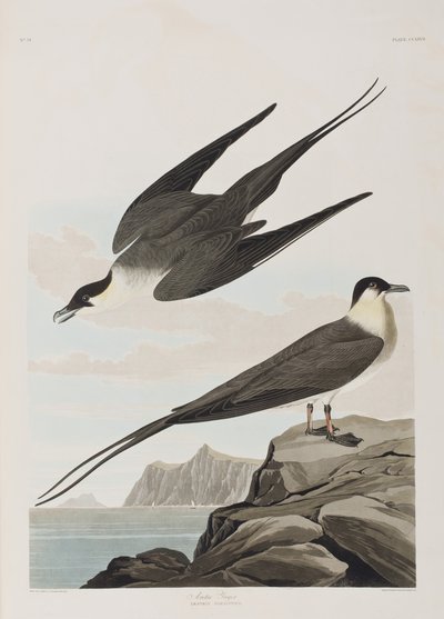 Illustration fra 