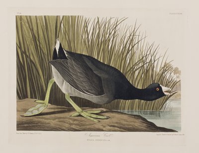 Illustration fra 