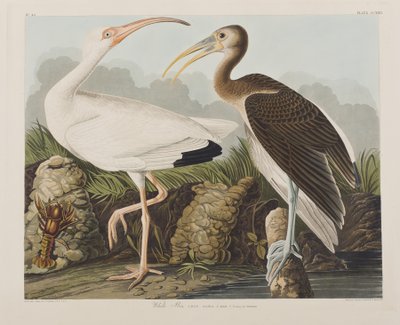 Illustration fra 