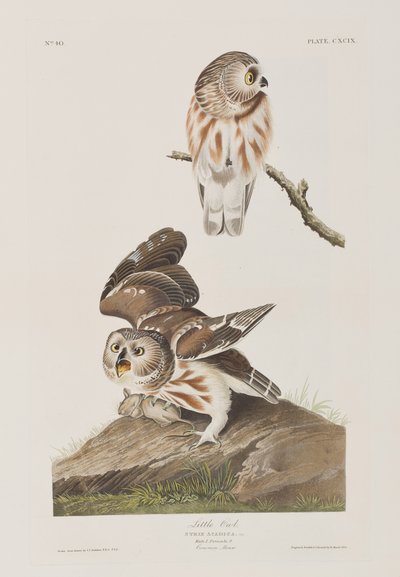 Illustration fra 