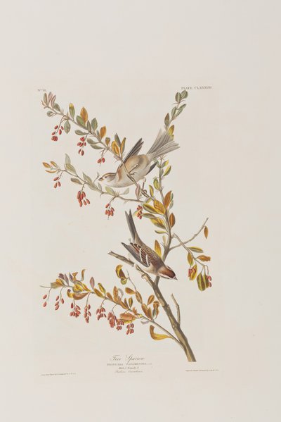 Illustration fra 
